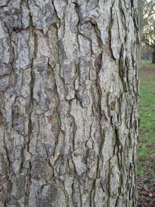 Corylus colurna ecorce